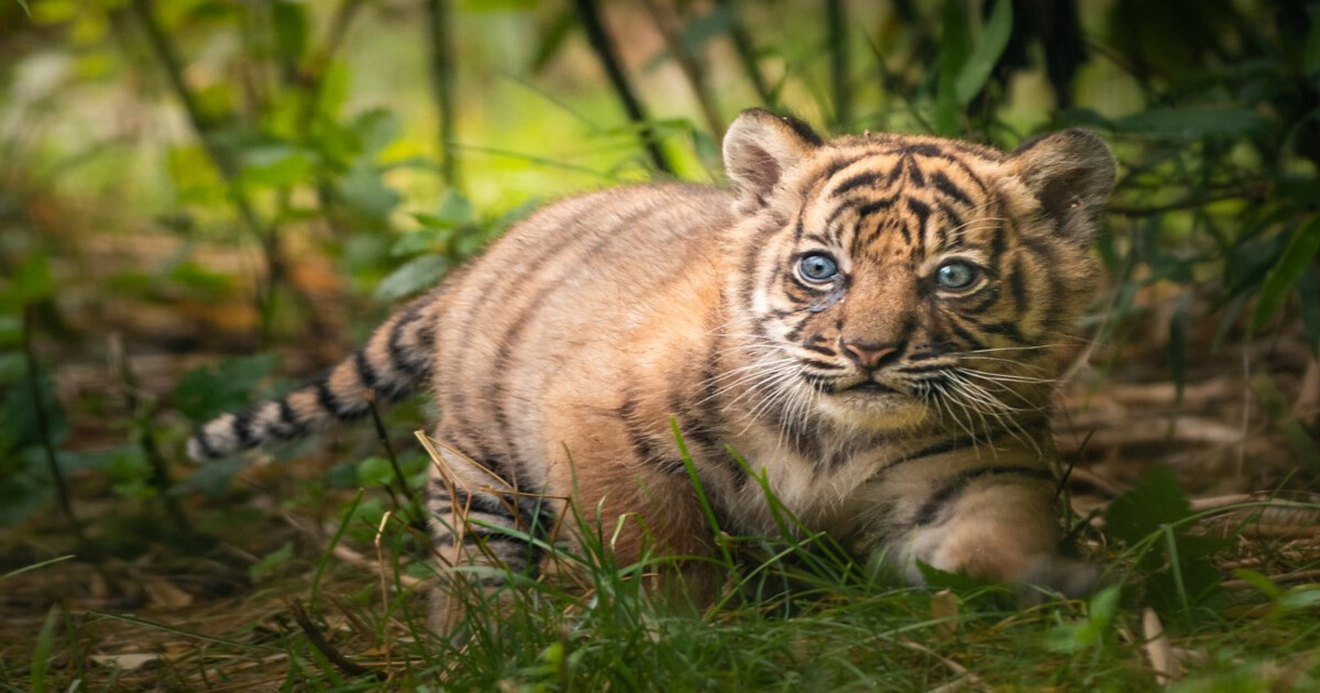 tiger cub found dead