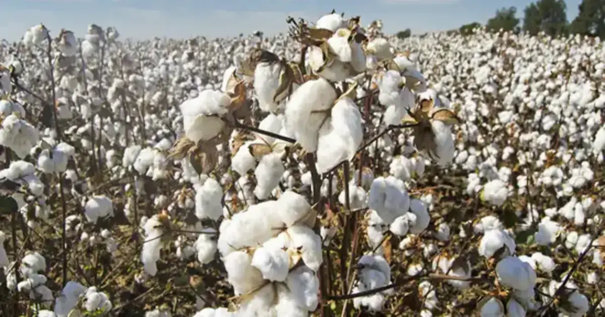 cotton turns white gold