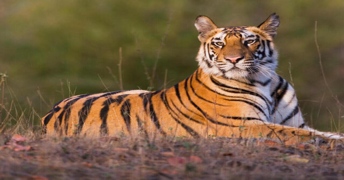 killed tiger attack
