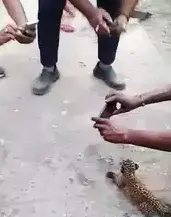 two leopard cubs