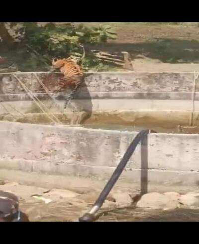 tiger fell rescued
