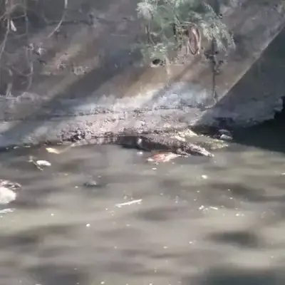 crocodile drain