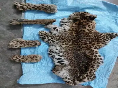 arrested leopard