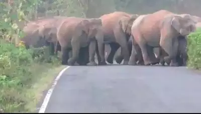 elephants cross