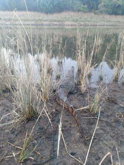 crocodile caught drain