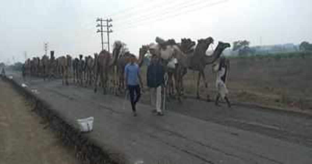 police caught camels