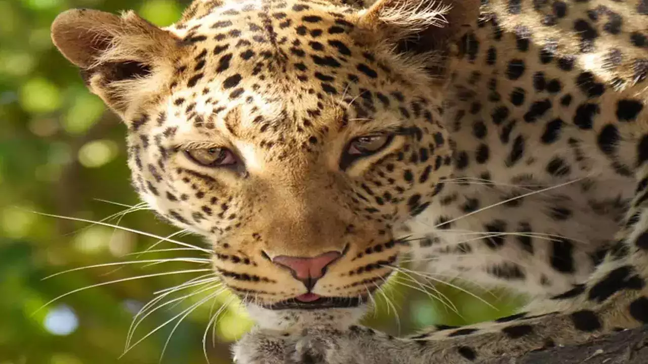 wild leopard came