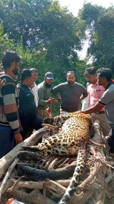 leopard killed jambhli