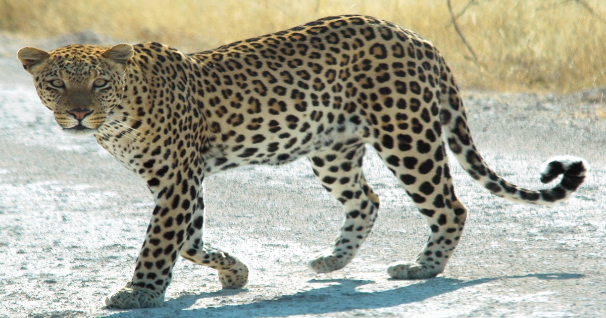 chandrapur problem leopard