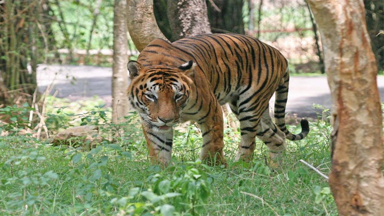 tiger hunters active