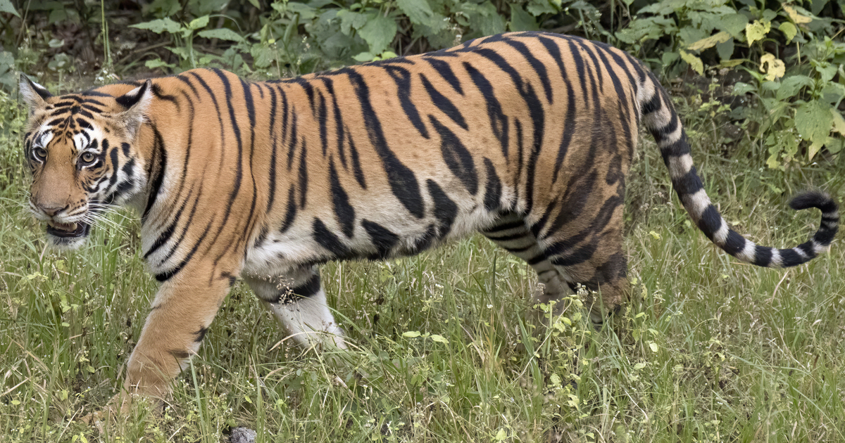 threatened tiger armori caught