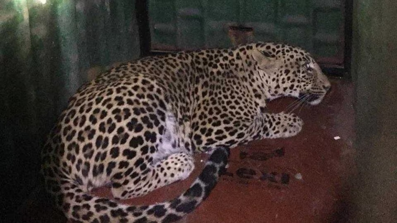 sub adult leopard rescued