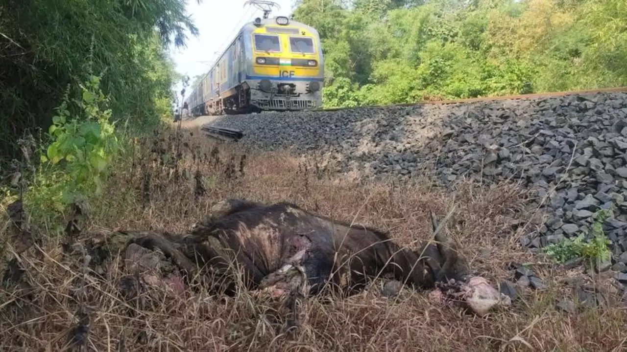 train crushes indian gaur