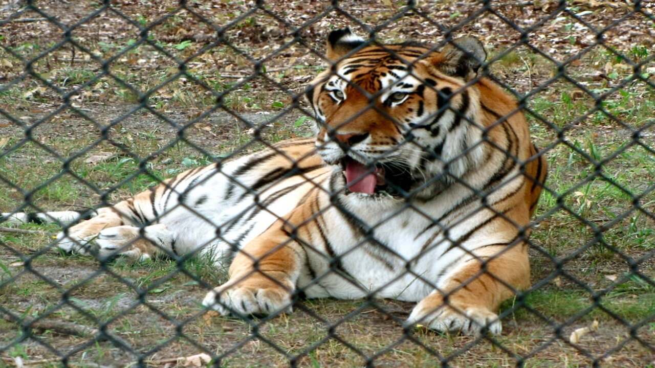 tadoba buffer tigress